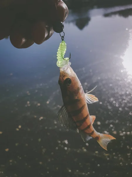 Zander Pêche Sur Rivière — Photo