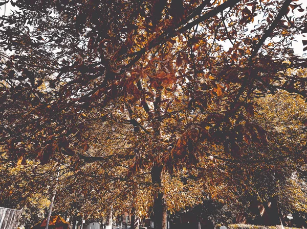 Feuilles jaunies de châtaignier — Photo