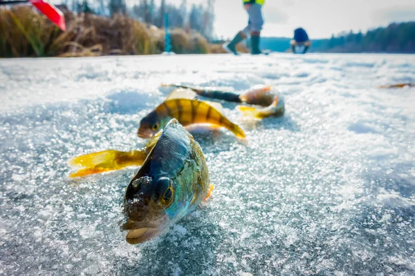 Pesca Invierno Desde Hielo — Foto de Stock