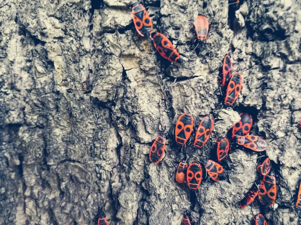 Besouros vermelhos na casca de uma árvore — Fotografia de Stock