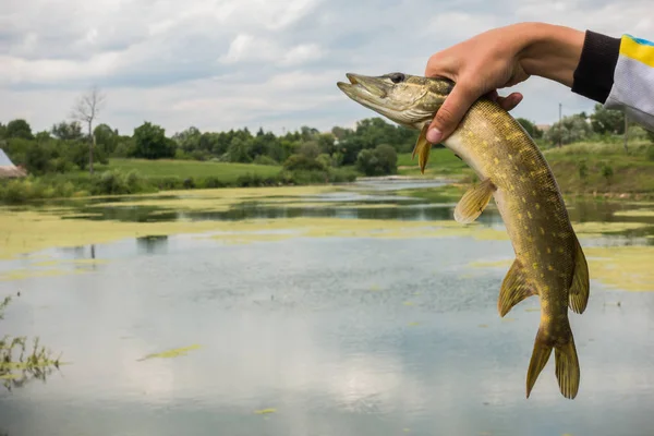 Pesca de lucio en el lago — Foto de Stock