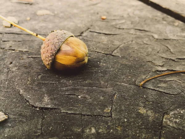 Yellow Acorn Close — Stock Photo, Image