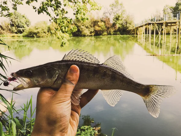 Fångad fisk i en hand på en sjö — Stockfoto