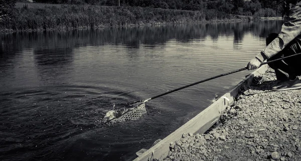 Pescador pegar truta arco-íris do lago — Fotografia de Stock