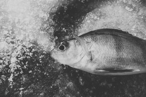 Pesca Invierno Desde Hielo —  Fotos de Stock