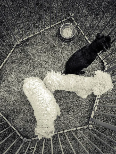 三只狗在笼子里 — 图库照片
