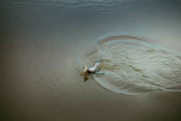 Pesca da truta no lago — Fotografia de Stock