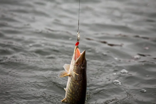Pike fishing on the lake. Fishing recreation