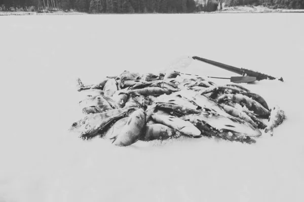 Buz Balıkçılığı Hobisi — Stok fotoğraf