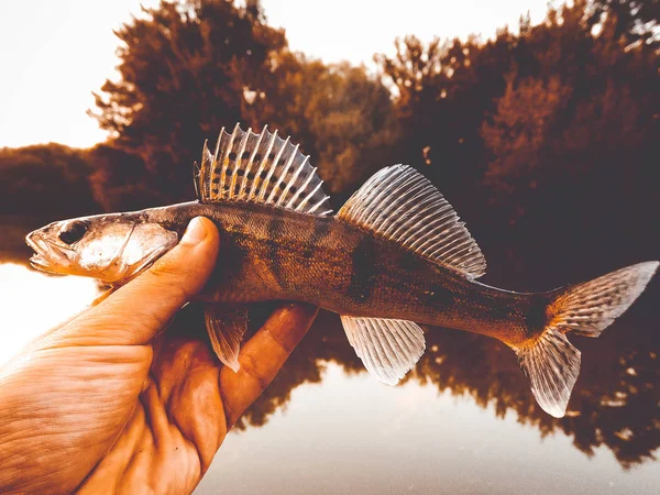 Fisk Gös Händerna Marulk — Stockfoto