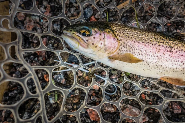 Trout Fishing Lake — Stock Photo, Image