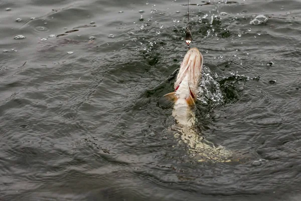 Pesca de lúcio no lago. Recreação de pesca — Fotografia de Stock