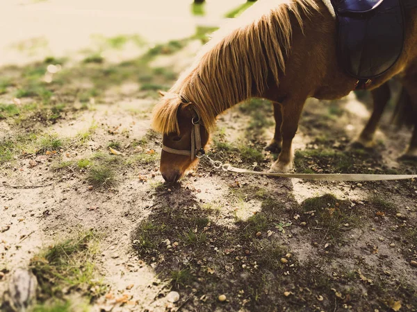 夏天在草坪上的小马 — 图库照片