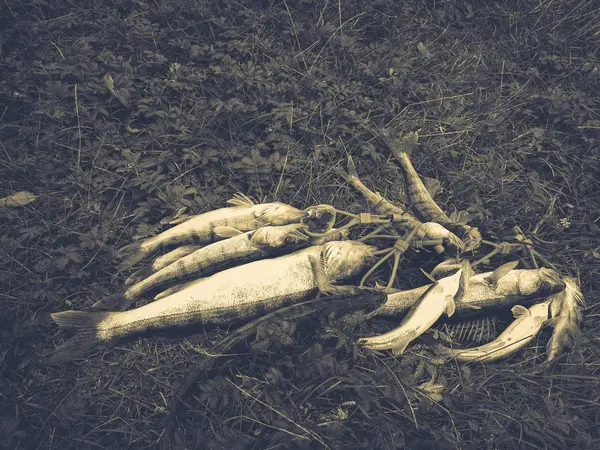 Um monte de peixes capturados na grama — Fotografia de Stock