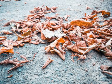 asfalt üzerinde kuru yapraklar