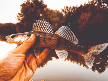 Balık pike-levrek bir fener elinde