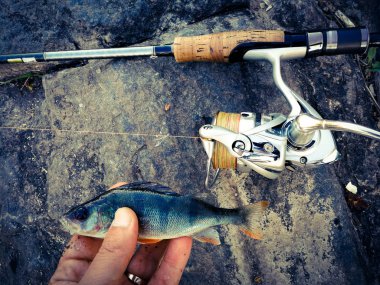 balıkçı yem için küçük bir balık yakaladı