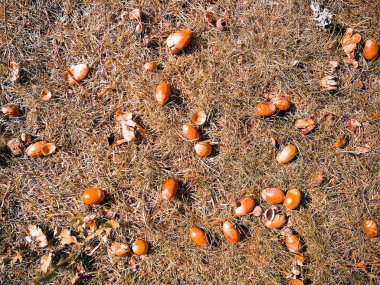 çim üzerinde meşe palamudu