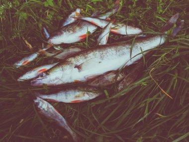 Çimenlerde balık yakaladım.