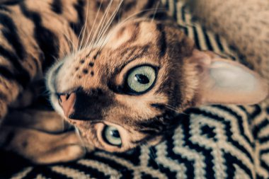 Bengal'in sevimli kedisi