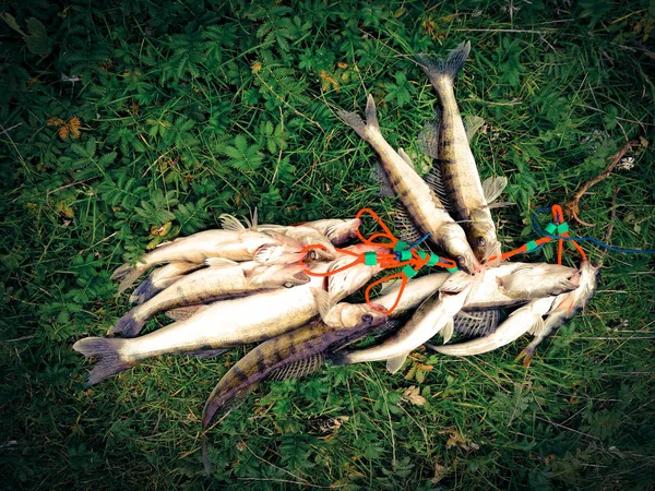 Ένα μάτσο αλιευμένα ψάρια στο γρασίδι — Φωτογραφία Αρχείου