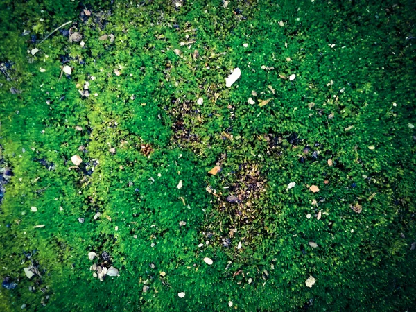Green Moss Close — Stock Photo, Image
