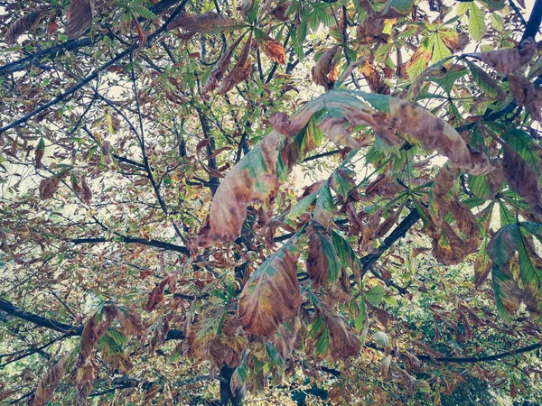 Пожовтіння листя каштана — стокове фото