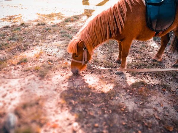 Pony en el césped en verano — Foto de Stock