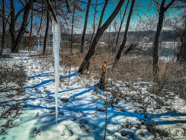 Los hielos sobre el árbol en invierno —  Fotos de Stock