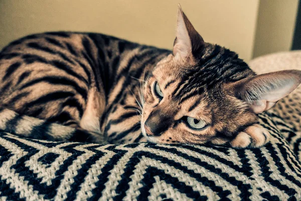 Χαριτωμένη Γάτα Της Βεγγάλης — Φωτογραφία Αρχείου