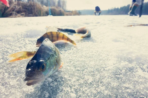 Pesca Invierno Desde Hielo — Foto de Stock