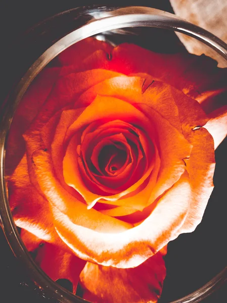 Lindas Rosas Perto — Fotografia de Stock