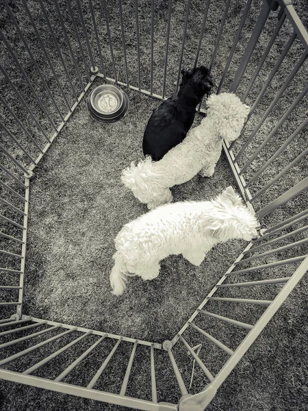 Drei Hunde im Käfig — Stockfoto