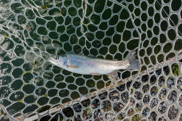 Pesca Alla Trota Sul Fiume — Foto Stock