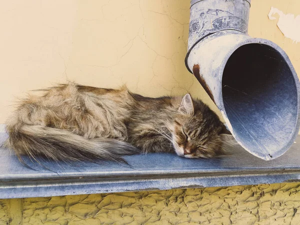 Straßenkatze in der Nähe des Abflussrohres — Stockfoto