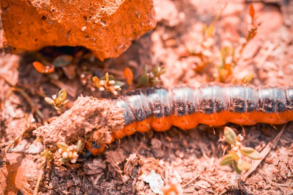 Small Red Caterpillar Close — Stock Photo, Image