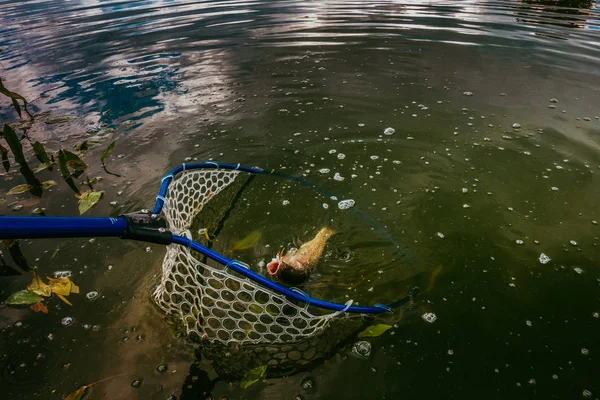 Pesca de truchas en el lago — Foto de Stock