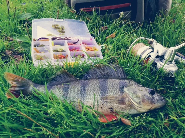 Concepto de pesca: pescado, caña de pescar, cebo — Foto de Stock