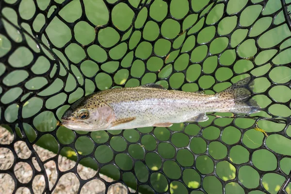 Trout fishing on the lake — Stock Photo, Image