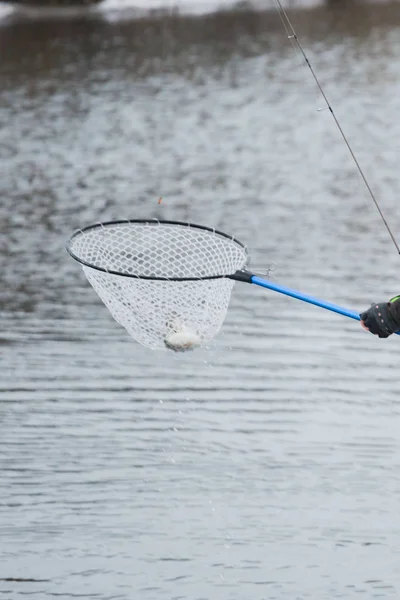 Forel vissen op het meer — Stockfoto