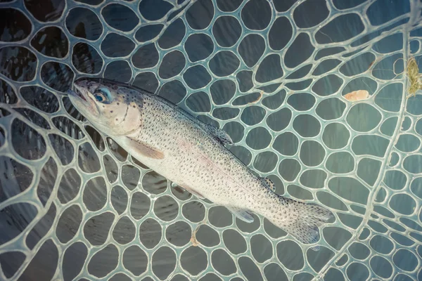 Område Fiske Öring Närbild — Stockfoto