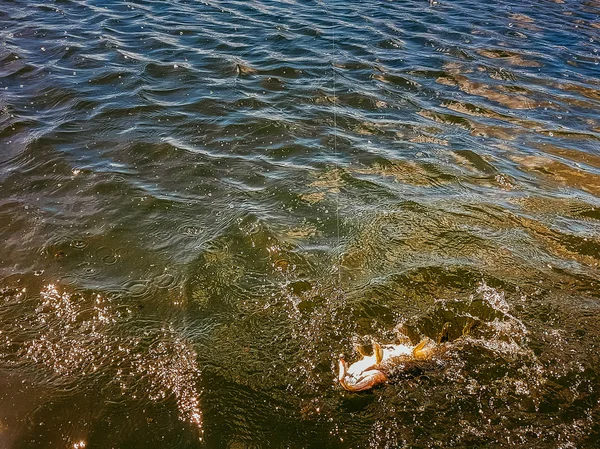 Angeln auf dem See — Stockfoto