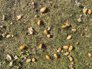 çim üzerinde meşe palamudu