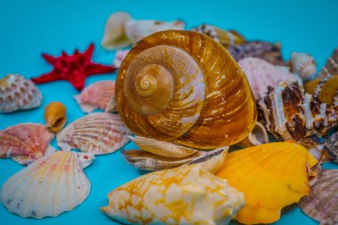 Arka plan mavi bir arka plan üzerinde deniz kabukları