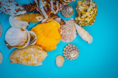 Mavi arka planda deniz kabukları