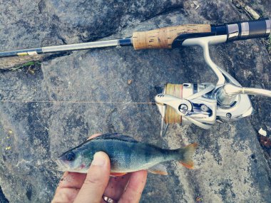 balıkçı yem için küçük bir balık yakaladı