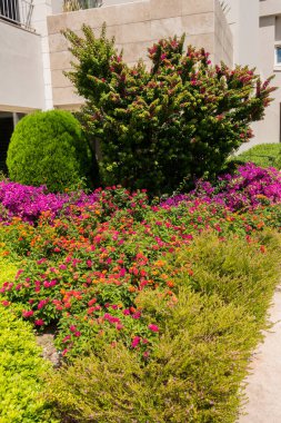 Güzel tatil beldesi. Yeşil ve çiçekler