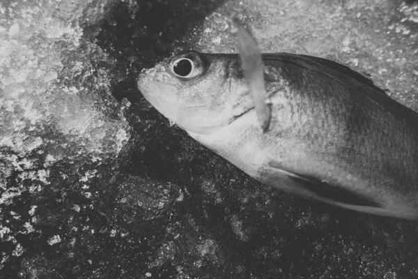 Pesca Invernale Dal Ghiaccio — Foto Stock