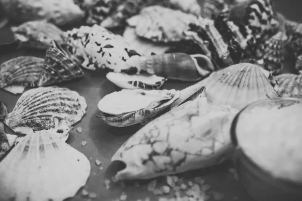 Hintergrund Von Muscheln Auf Blauem Hintergrund — Stockfoto