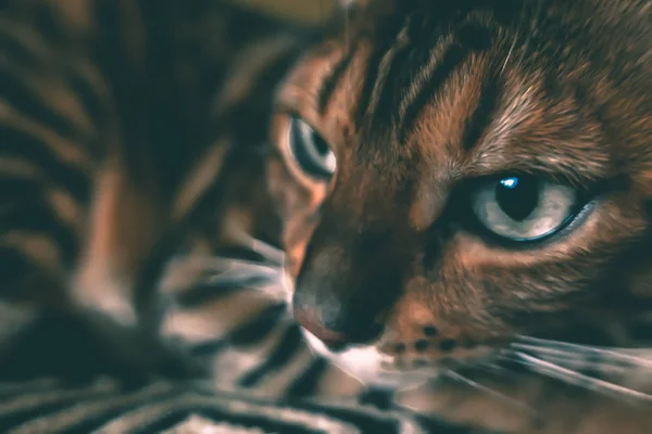 Gato Bonito Bengala — Fotografia de Stock